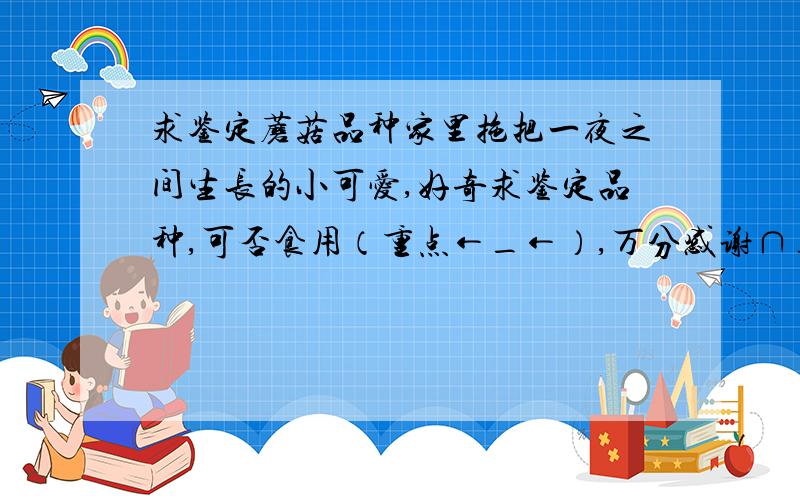 求鉴定蘑菇品种家里拖把一夜之间生长的小可爱,好奇求鉴定品种,可否食用（重点←_←）,万分感谢∩__∩