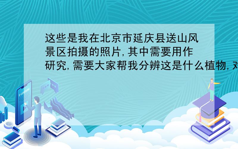 这些是我在北京市延庆县送山风景区拍摄的照片,其中需要用作研究,需要大家帮我分辨这是什么植物,对了,延庆松山是中国华北地区的山脉.我拍摄得地方有海拔1200米还有一些,帮帮小弟.答好