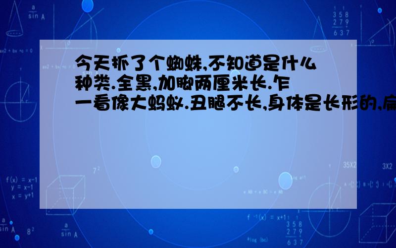 今天抓了个蜘蛛,不知道是什么种类.全黑,加脚两厘米长.乍一看像大蚂蚁.丑腿不长,身体是长形的,扁扁的,不像有些蜘蛛喜欢用腿把身体撑很高,它基本是贴地上的.不好动,但动作敏捷.更像是黑