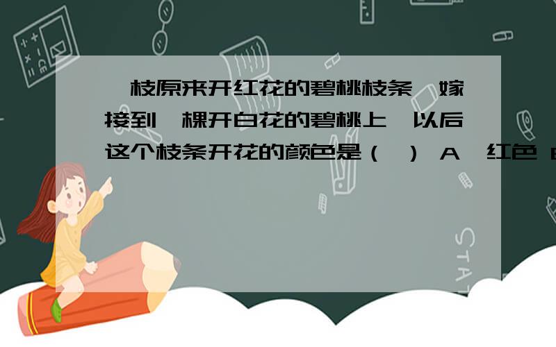 一枝原来开红花的碧桃枝条,嫁接到一棵开白花的碧桃上,以后这个枝条开花的颜色是（ ） A、红色 B、白色 C、粉色 D、红色和白色均有