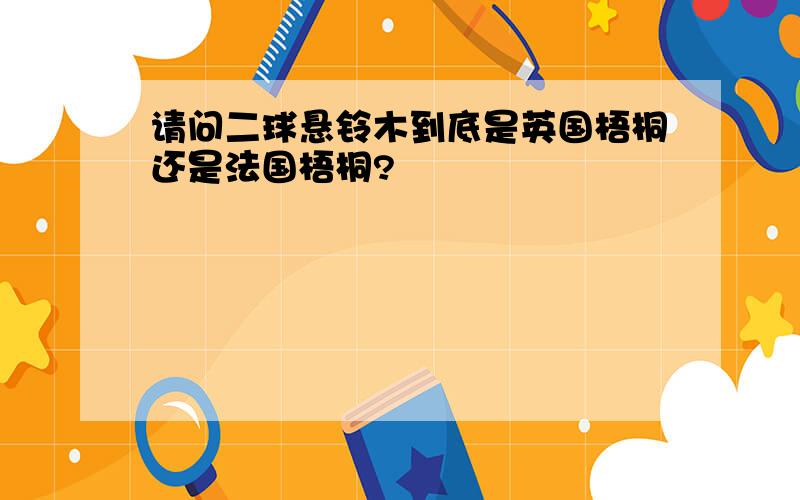 请问二球悬铃木到底是英国梧桐还是法国梧桐?