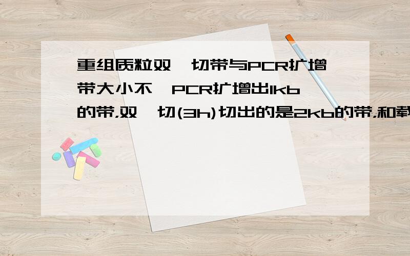 重组质粒双酶切带与PCR扩增带大小不一PCR扩增出1kb的带，双酶切(3h)切出的是2kb的带，和载体相比，切出的带不亮，有的根本看不清，可能是目的片段不浓，如果是质粒不纯，我是从单菌落来