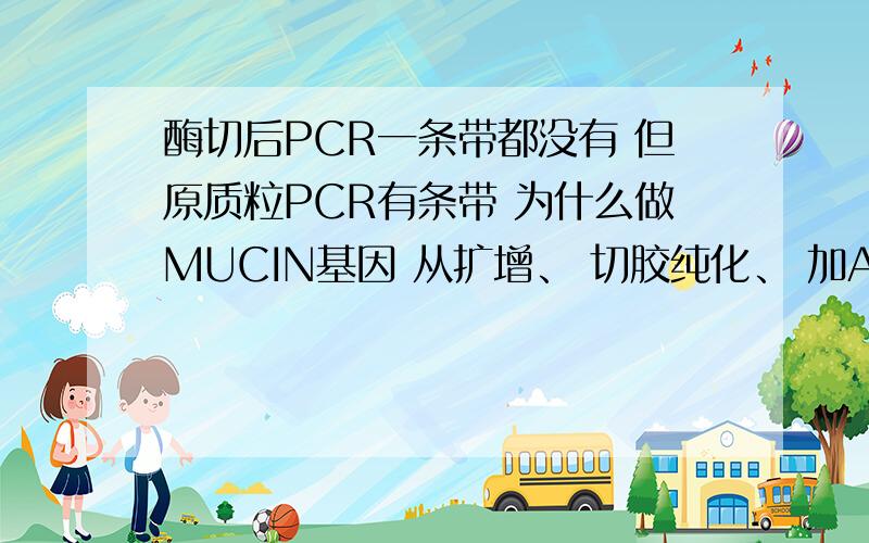 酶切后PCR一条带都没有 但原质粒PCR有条带 为什么做MUCIN基因 从扩增、 切胶纯化、 加A 、T载体链接、 转入感受态 到挑克隆鉴定出阳性克隆 最后提质粒 取一部分提出的质粒双酶切 质粒与酶