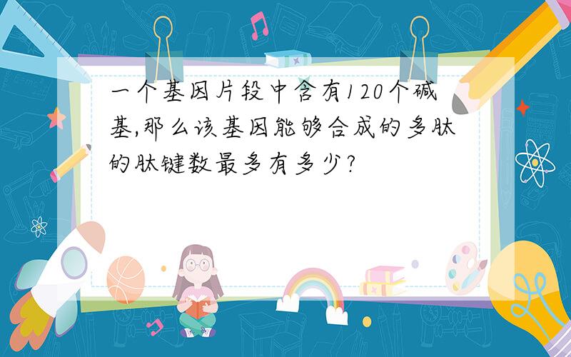 一个基因片段中含有120个碱基,那么该基因能够合成的多肽的肽键数最多有多少?