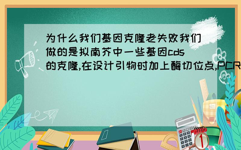 为什么我们基因克隆老失败我们做的是拟南芥中一些基因cds的克隆,在设计引物时加上酶切位点,PCR之后通过酶切与载体相连.但是为什么老是失败,起初我们直接切得PCR产物,由于那样切没切开