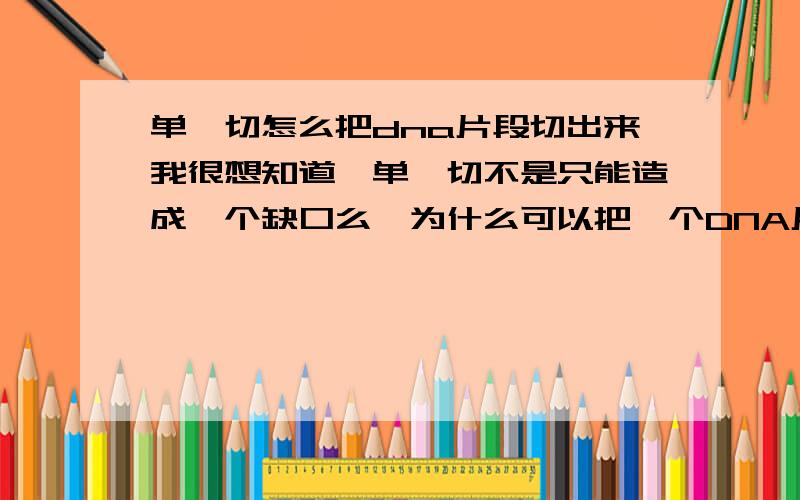 单酶切怎么把dna片段切出来我很想知道,单酶切不是只能造成一个缺口么,为什么可以把一个DNA片段切出来,那不是需要两部酶切么,分别在片段两边切才行啊,另外pcr的时候一般只在一个引物前