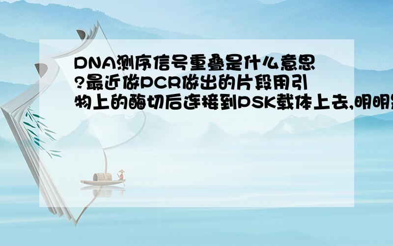 DNA测序信号重叠是什么意思?最近做PCR做出的片段用引物上的酶切后连接到PSK载体上去,明明是又切了出来,送去上海生工测序的时候却总是说信号重叠,送了3次,都是这样的,可以肯定的是都是挑