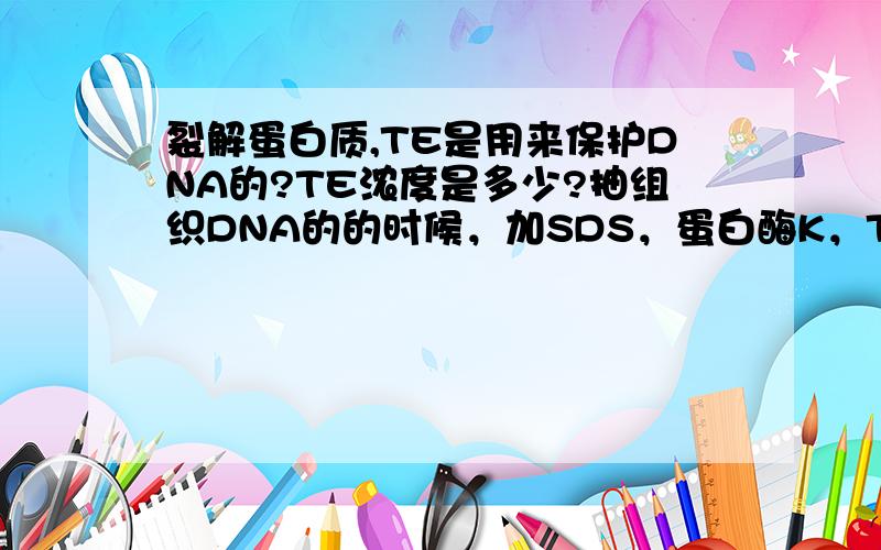 裂解蛋白质,TE是用来保护DNA的?TE浓度是多少?抽组织DNA的的时候，加SDS，蛋白酶K，TE进行裂解组织，TE浓度？