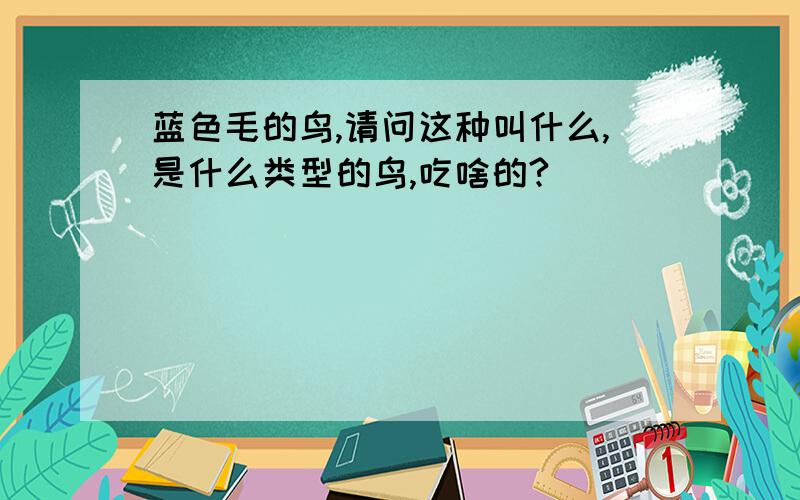 蓝色毛的鸟,请问这种叫什么,是什么类型的鸟,吃啥的?