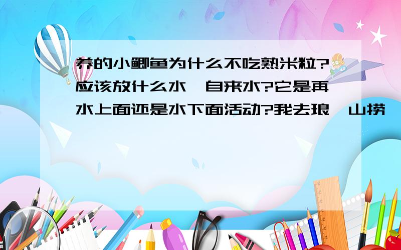 养的小鲫鱼为什么不吃熟米粒?应该放什么水,自来水?它是再水上面还是水下面活动?我去琅琊山捞