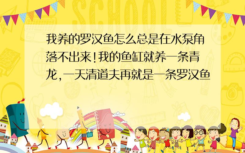 我养的罗汉鱼怎么总是在水泵角落不出来!我的鱼缸就养一条青龙,一天清道夫再就是一条罗汉鱼