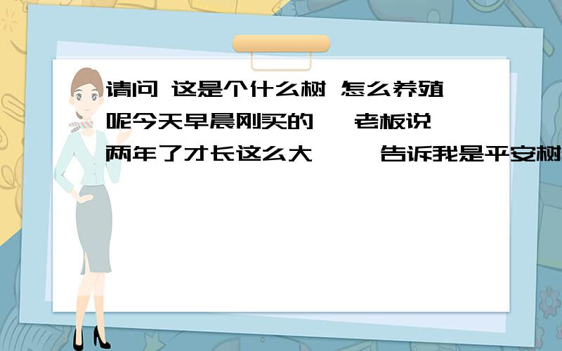 请问 这是个什么树 怎么养殖呢今天早晨刚买的   老板说两年了才长这么大     告诉我是平安树  回来一查没有这款的      我就想知道这是什么树      是老板骗我  还是我没听清啊    该怎么养