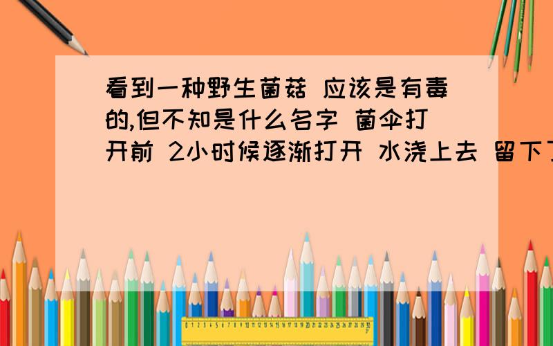 看到一种野生菌菇 应该是有毒的,但不知是什么名字 菌伞打开前 2小时候逐渐打开 水浇上去 留下了就变成黑色水了 .