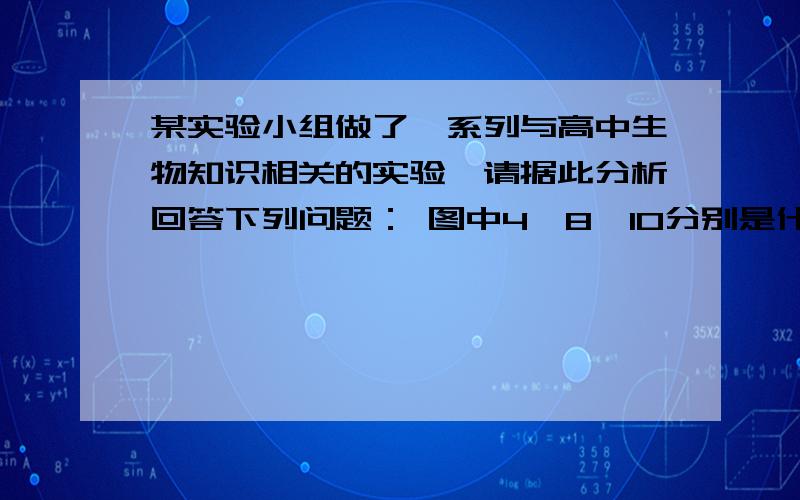 某实验小组做了一系列与高中生物知识相关的实验,请据此分析回答下列问题： 图中4,8,10分别是什么（1）实验小组在光学显微镜下观察人口腔上皮细胞中的线粒体,其中一个同学将观察到的细