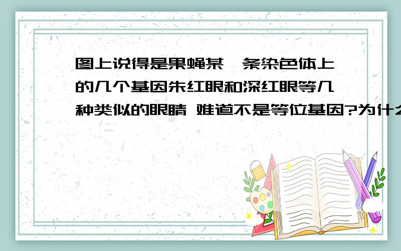 图上说得是果蝇某一条染色体上的几个基因朱红眼和深红眼等几种类似的眼睛 难道不是等位基因?为什么会全在一条染色体上,而且位置也有差别?