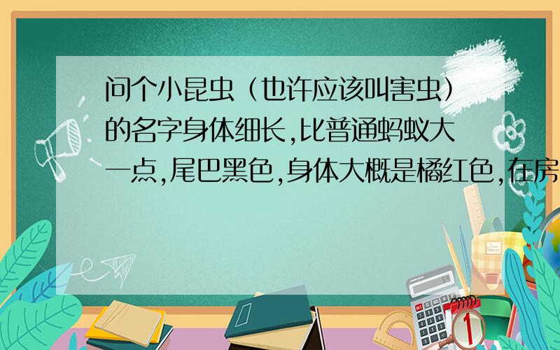 问个小昆虫（也许应该叫害虫）的名字身体细长,比普通蚂蚁大一点,尾巴黑色,身体大概是橘红色,在房间里发现的,被我用纸巾捏死了.MD我的手这几天有个被虫子扎过的小伤口,伤口中间有点黑,