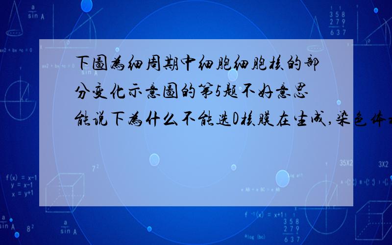 下图为细周期中细胞细胞核的部分变化示意图的第5题不好意思能说下为什么不能选D核膜在生成,染色体将变成染色质