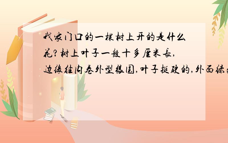 我家门口的一棵树上开的是什么花?树上叶子一般十多厘米长,边缘往内卷外型很圆,叶子挺硬的,外面绿色里面黄色.而且叶子一年四季都不凋谢.花每年都差不多这个时候开.花是白色的很香,挺