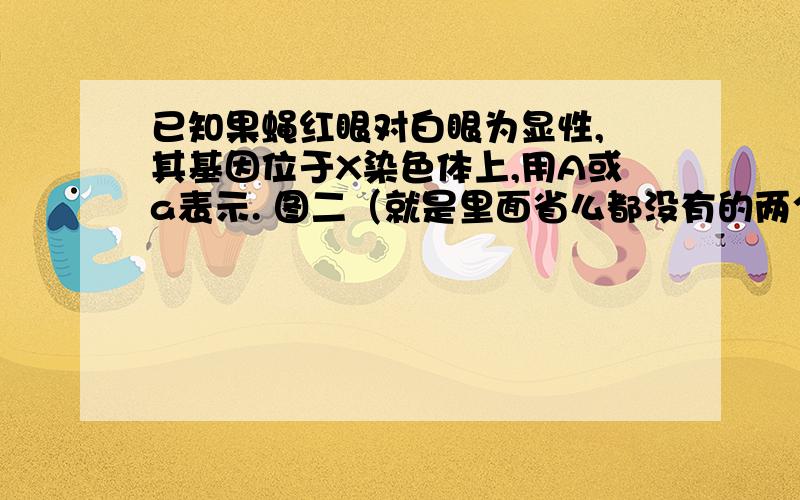 已知果蝇红眼对白眼为显性, 其基因位于X染色体上,用A或a表示. 图二（就是里面省么都没有的两个圈）中染色单体数目为?为什吗快快快在线等