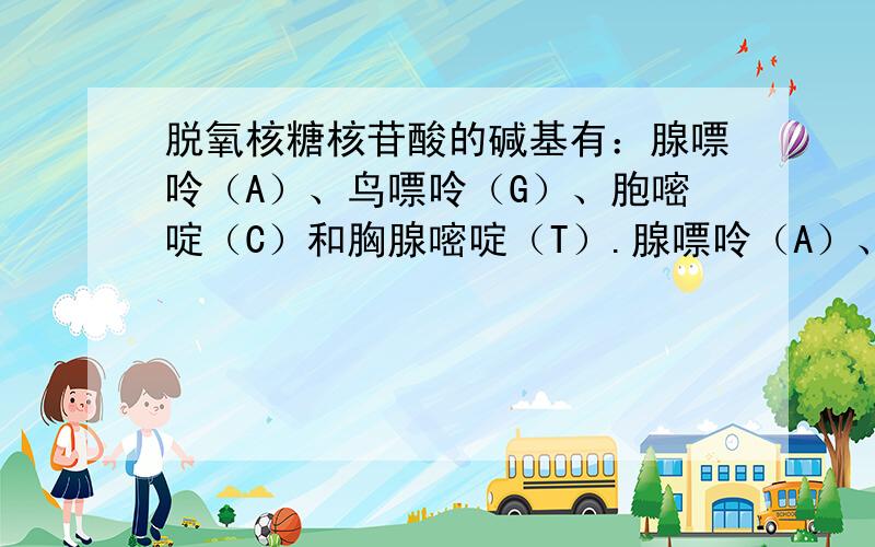 脱氧核糖核苷酸的碱基有：腺嘌呤（A）、鸟嘌呤（G）、胞嘧啶（C）和胸腺嘧啶（T）.腺嘌呤（A）、鸟嘌呤（G）、胞嘧啶（C）和胸腺嘧啶（T）这四个是什么东西啊