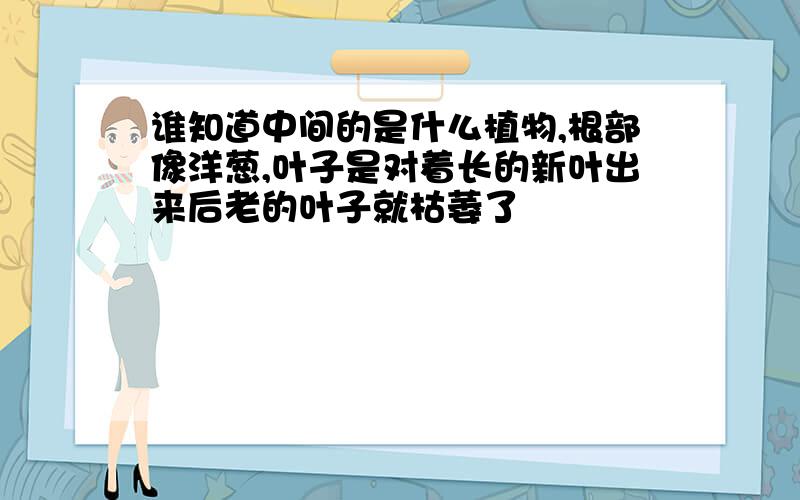 谁知道中间的是什么植物,根部像洋葱,叶子是对着长的新叶出来后老的叶子就枯萎了