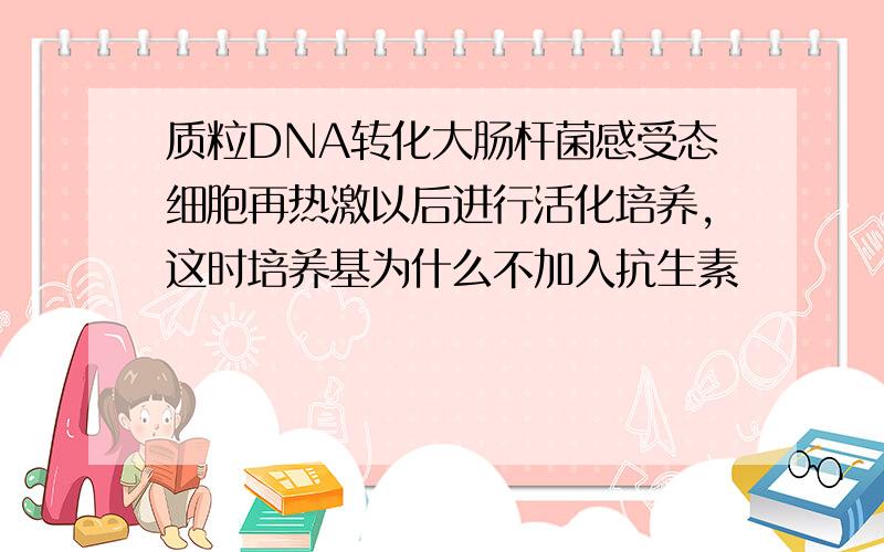 质粒DNA转化大肠杆菌感受态细胞再热激以后进行活化培养,这时培养基为什么不加入抗生素