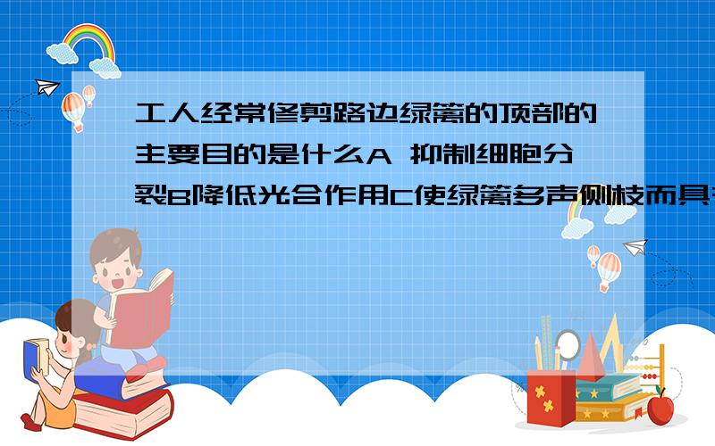 工人经常修剪路边绿篱的顶部的主要目的是什么A 抑制细胞分裂B降低光合作用C使绿篱多声侧枝而具有一定的造型]D减小水分散失关于侧芽的说法中,错误的是什么A有的侧芽有着生在侧枝的侧