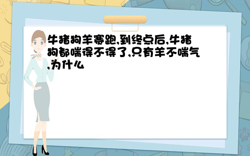 牛猪狗羊赛跑,到终点后,牛猪狗都喘得不得了,只有羊不喘气,为什么