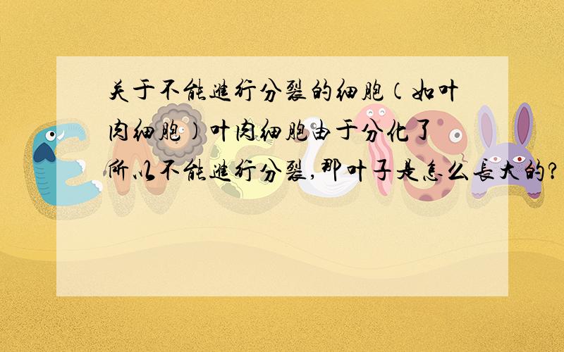 关于不能进行分裂的细胞（如叶肉细胞）叶肉细胞由于分化了 所以不能进行分裂,那叶子是怎么长大的?是由干细胞不停分化增殖生成叶肉细胞么?另外还有哪些细胞不能进行分裂增殖,分类总