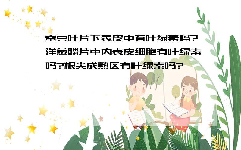 蚕豆叶片下表皮中有叶绿素吗?洋葱鳞片中内表皮细胞有叶绿素吗?根尖成熟区有叶绿素吗?