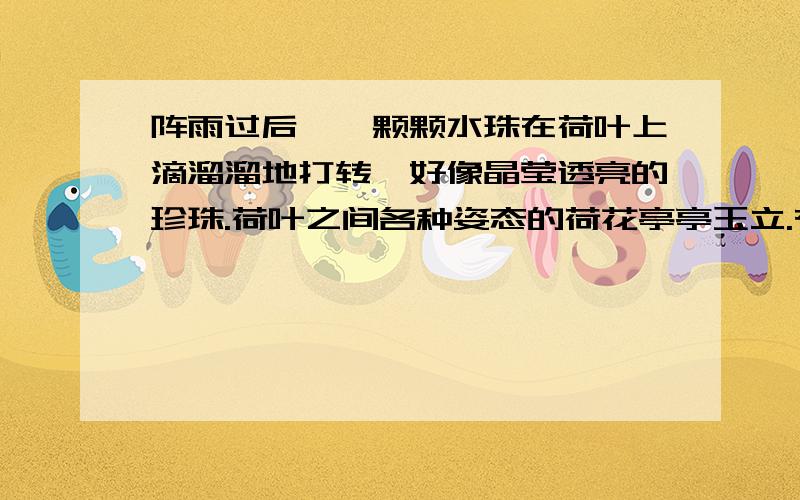 阵雨过后,一颗颗水珠在荷叶上滴溜溜地打转,好像晶莹透亮的珍珠.荷叶之间各种姿态的荷花亭亭玉立.有的还只是小花苞,尖儿红红的好像谁在上面抹了一层薄薄的细粉；有的含苞欲放,花瓣之