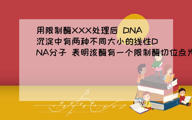 用限制酶XXX处理后 DNA沉淀中有两种不同大小的线性DNA分子 表明该酶有一个限制酶切位点为什么是1个不是两个啊 有两种大小不同的碱基序列不应该有两种么 为什么不是有两个切位点啊