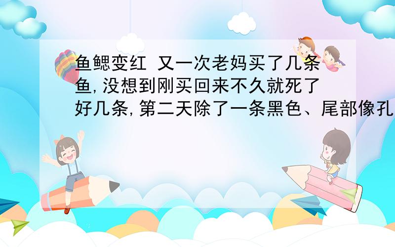 鱼鳃变红 又一次老妈买了几条鱼,没想到刚买回来不久就死了好几条,第二天除了一条黑色、尾部像孔雀一样的鱼还活着其他的全翻白了,我吓了一跳马上换水隔离.这样养了有3、4个月以后我就