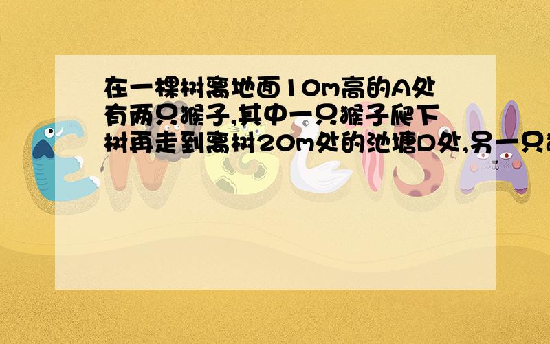 在一棵树离地面10m高的A处有两只猴子,其中一只猴子爬下树再走到离树20m处的池塘D处,另一只猴子爬上树顶B后直接跃向池塘D处,如果两只猴子所经过的路程相等,你能算出这棵树的高度吗?（用