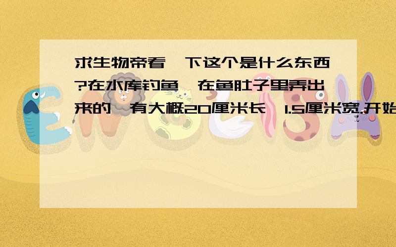 求生物帝看一下这个是什么东西?在水库钓鱼,在鱼肚子里弄出来的,有大概20厘米长,1.5厘米宽.开始以为是鱼子一类的东西,后来发现它会动,就像是蚯蚓一样动 .只是非常慢.谁能告诉我是什么东