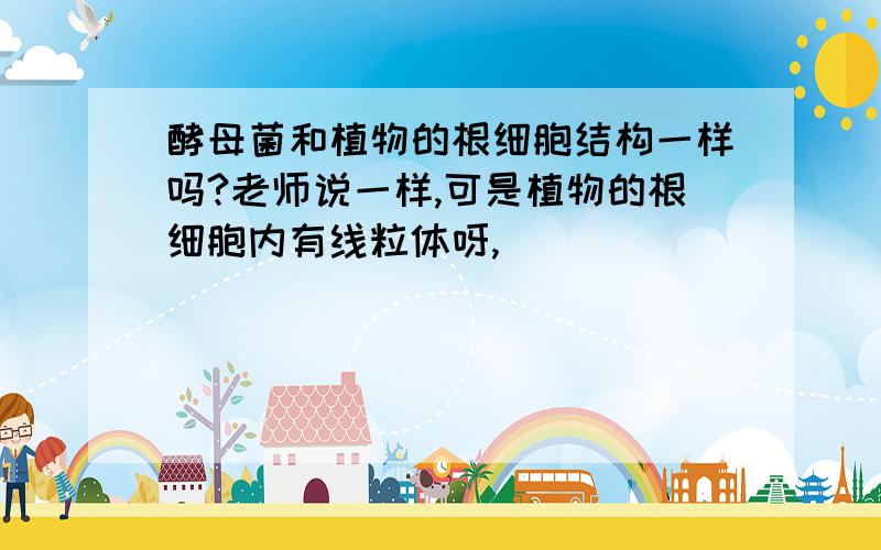 酵母菌和植物的根细胞结构一样吗?老师说一样,可是植物的根细胞内有线粒体呀,