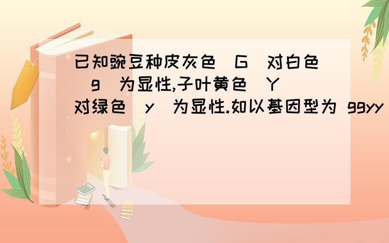 已知豌豆种皮灰色(G)对白色(g)为显性,子叶黄色(Y)对绿色(y)为显性.如以基因型为 ggyy 的豌豆为母本,与基因型为 GgYy 的豌豆杂交,则母本植株所结子粒的表现型是不敢确定,是不是有什么特殊的