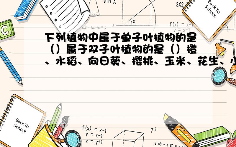 下列植物中属于单子叶植物的是（）属于双子叶植物的是（）橙、水稻、向日葵、樱桃、玉米、花生、小麦、苹果