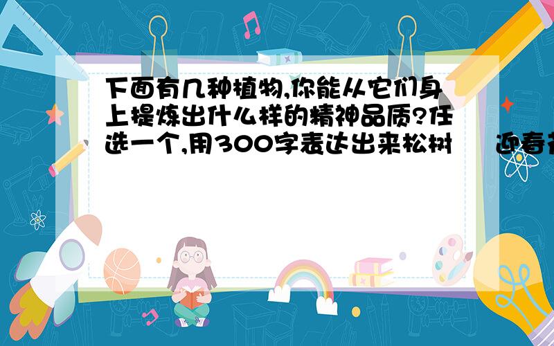 下面有几种植物,你能从它们身上提炼出什么样的精神品质?任选一个,用300字表达出来松树     迎春花     梅花      竹      兰花     柳树