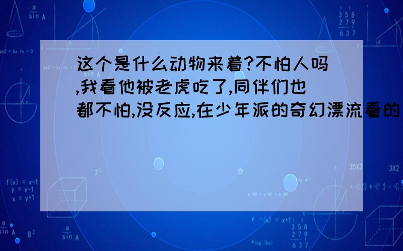 这个是什么动物来着?不怕人吗,我看他被老虎吃了,同伴们也都不怕,没反应,在少年派的奇幻漂流看的