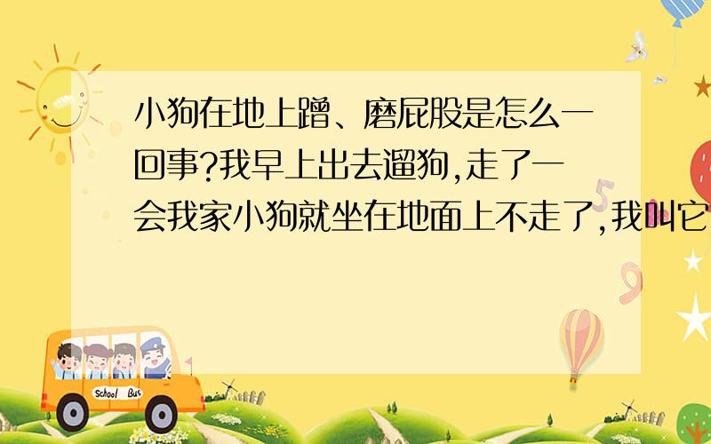 小狗在地上蹭、磨屁股是怎么一回事?我早上出去遛狗,走了一会我家小狗就坐在地面上不走了,我叫它也不听,只见它前抓撑着地面超前磨屁股,这是怎么回事啊?是不是体内有虫子?   ~~我以为是