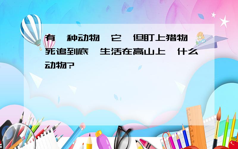 有一种动物,它一但盯上猎物,死追到底,生活在高山上,什么动物?