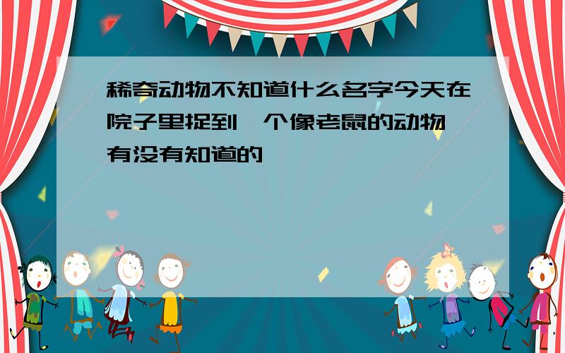 稀奇动物不知道什么名字今天在院子里捉到一个像老鼠的动物,有没有知道的