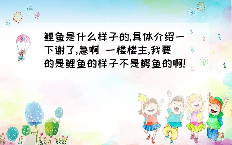 鲤鱼是什么样子的,具体介绍一下谢了,急啊 一楼楼主,我要的是鲤鱼的样子不是鳄鱼的啊!