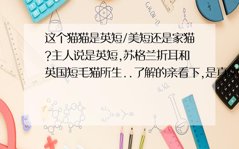 这个猫猫是英短/美短还是家猫?主人说是英短,苏格兰折耳和英国短毛猫所生..了解的亲看下,是真的英短吗?还是就是普通的家猫...要是真的英短的话,这猫品相好吗?...