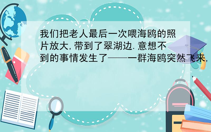 我们把老人最后一次喂海鸥的照片放大,带到了翠湖边.意想不到的事情发生了——一群海鸥突然飞来,围着老人的遗像翻飞盘旋,连声鸣叫,叫声和姿势与平时不大一样,像是发生了什么大事.（选