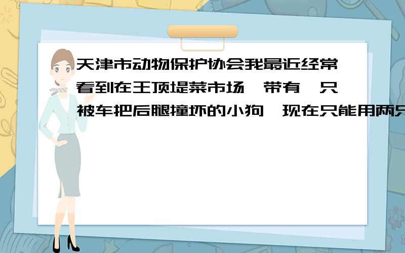 天津市动物保护协会我最近经常看到在王顶堤菜市场一带有一只被车把后腿撞坏的小狗,现在只能用两只前腿爬行.非常可怜,我目前没有能力把它抱回家抚养,只能经常给它送点吃的.我找了一