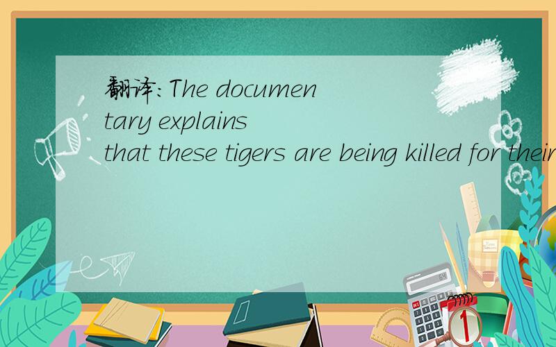 翻译:The documentary explains that these tigers are being killed for their skin and bones.