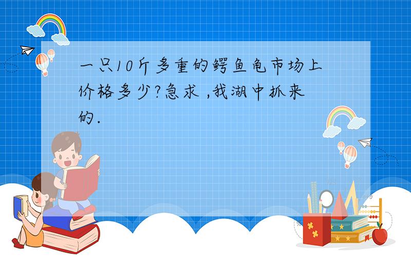 一只10斤多重的鳄鱼龟市场上价格多少?急求 ,我湖中抓来的.