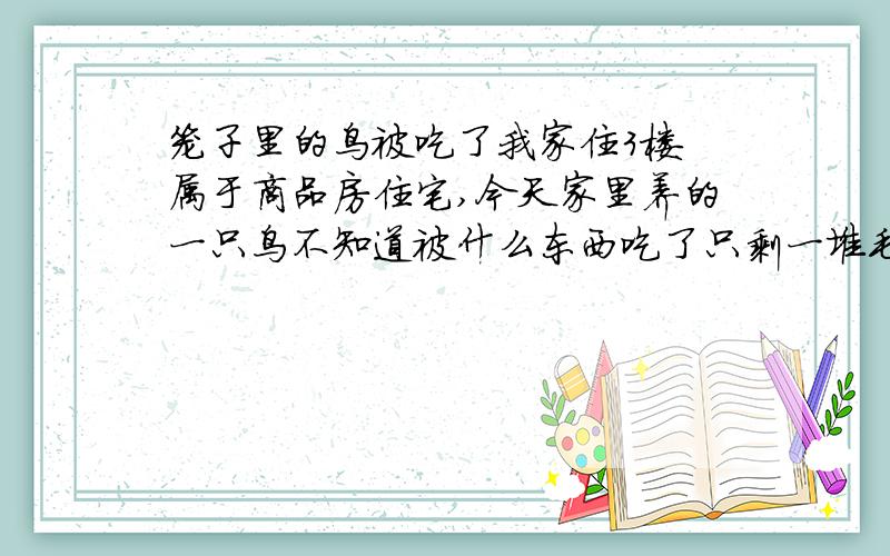 笼子里的鸟被吃了我家住3楼 属于商品房住宅,今天家里养的一只鸟不知道被什么东西吃了只剩一堆毛和两只脚,一滩血,鸟笼没有任何被打开过的迹象,也没被挪动过.就一小时左右的时间我家的